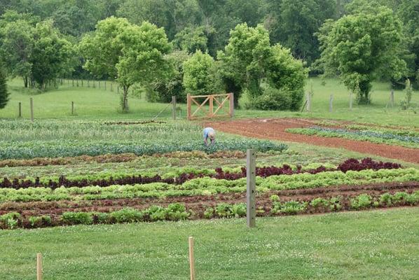 One of 8 market gardens on our 18 acre, sustainable produce farm on the ancient Haw River near Chapel Hill  peacefulriverfarm.co