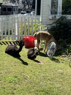 Alpacas in the front yard of the store!