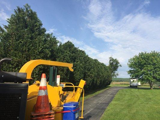 Leyland Cypress shaping