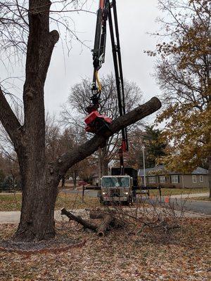 Iron Giant Tree Removal