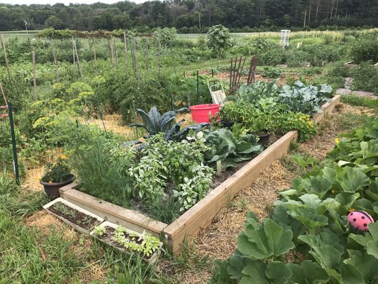 Limited raised beds are also available!