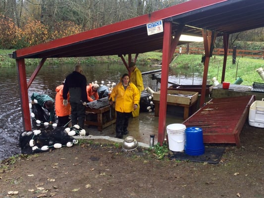 Grovers Creek Salmon Hatchery