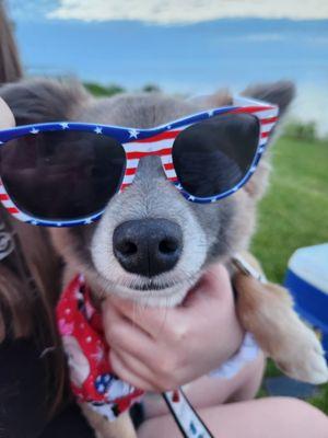 My pup just after grooming, 4th of july ready!