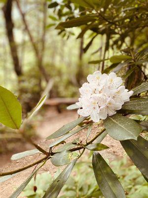 Rhododendrons in full bloom