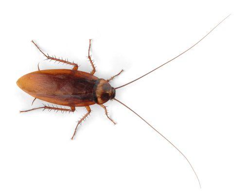 Cockroaches are a common pest that cause issues.  We treat for these as well as other general pests