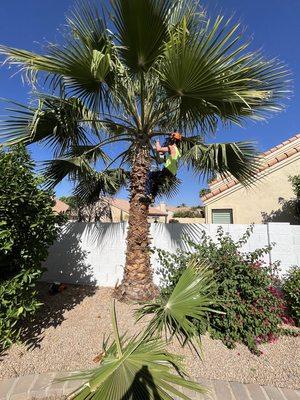 Palm trimming