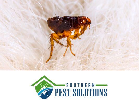 Southern Pest Solutions