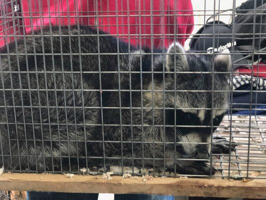 This big boy (15 pounds!) was making a mess in someone's attic. We were able to trap him and seal up their home.