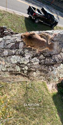 Pretty cool picture of a flying squirrel found in a dead tree we were removing in Claxton.