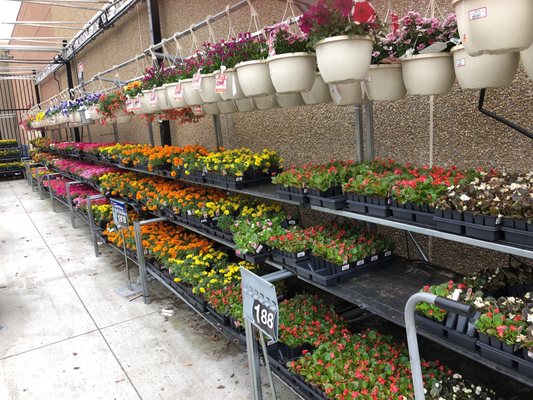 Flowers for spring planting $1.88 for six flowering seedlings.