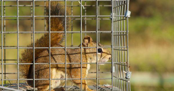 Brinker Animal Removal