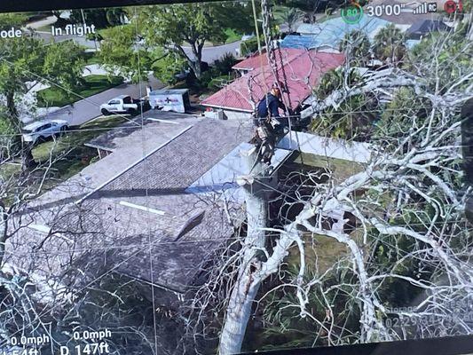 A Sam's Tree Service climber removes the top of a 70-foot-tall tree threatening to come down on homes in Belleair Bluffs near Clearwater.