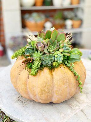 Succulent topped pumpkins for the holidays!