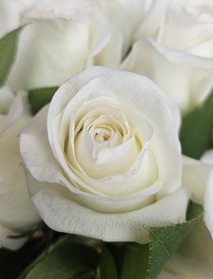 White Roses - Free next day delivery in Brooklyn NY
https://www.brooklynflowersnyc.com/store/p/white-roses