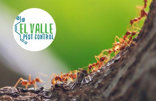 El Valle Pest Control