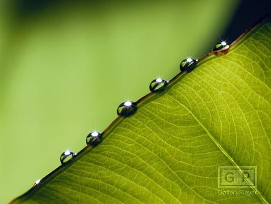 Green Bee's Gardening