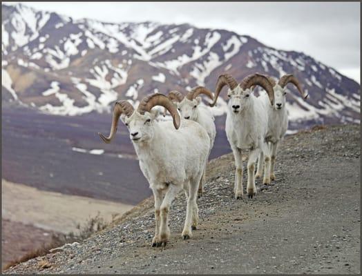 Dall Sheep on Park Road
Denali National Park, AK