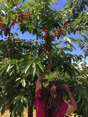 Picking the juiciest cherries