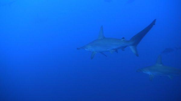 Hammerheads at a site called the Canyon off Socorro