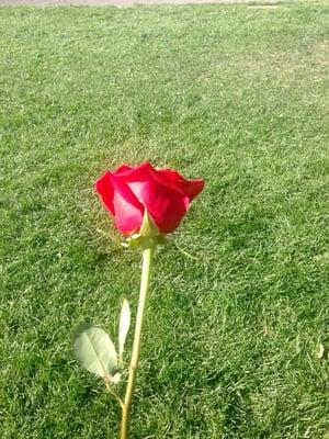 Beautiful rose given at finish to those with Diabetes.