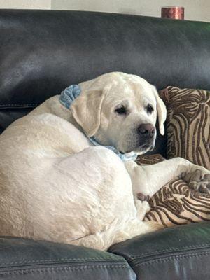 This is Jack's. He's a very lazy dog, but we love him to death. He is also shaved and groomed and cleaned.