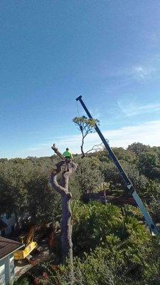 Tree climber and crane doing some tree trimming at a customer's property