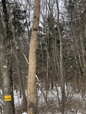 Emeril ash bore woodpecker damage secondary