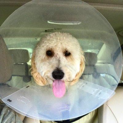 He wasn't happy about getting neutered. But we were.