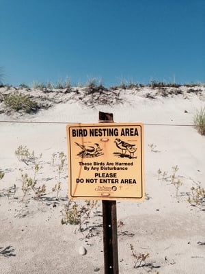 Bird nesting area