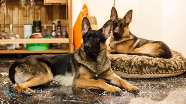 toddler brother/sister German Shepherd puppies Maya & Harley