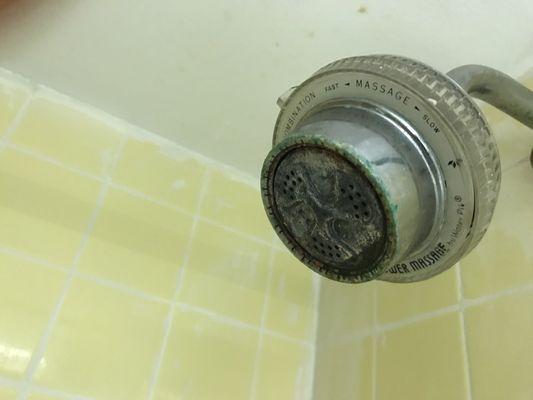 Gross shower head