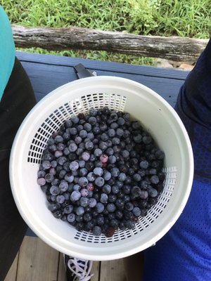 Brushy Mountain Berry Farm