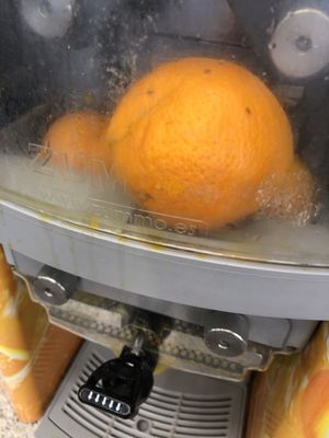 Dead gnats on the oranges used for "fresh" orange juice!