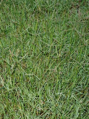 I have Bermuda grass, those things should not be there, they are not all over, but in too many places to overlook