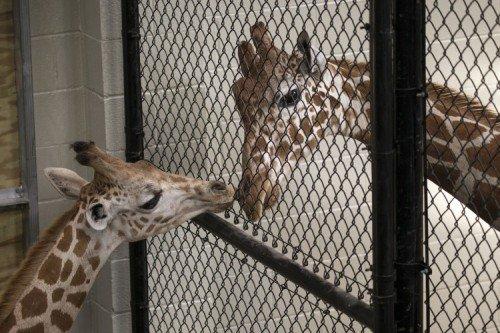 Black Vinyl Chainlink Giraffe containment area for Audubon Sustainable Wildlife Preserve