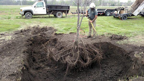 Tree transplanting with an airspade