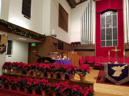 The bright red poinsettia matching the seats in the chancel.