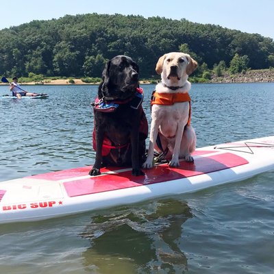 SUP with our water savvy dogs