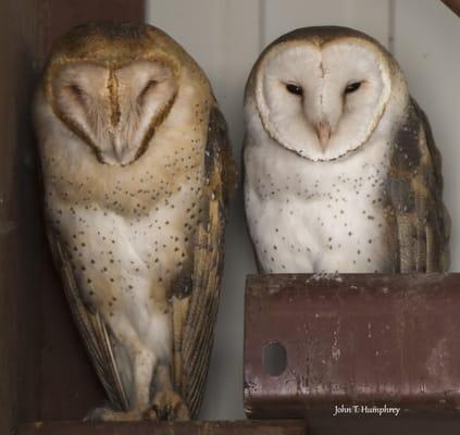 Barn owls