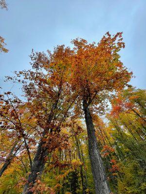 Stunning fall colors on the drive in to the Miners Fall parking lot