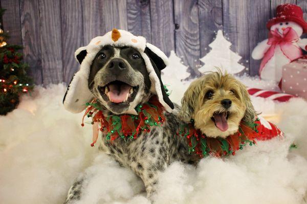 2017 Winter Wonderland Pet Photo fundraiser raised over $500 for a local animal rescue.