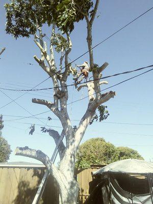 Removing a large walnut tree in a back yard. Difficult tree, lots of power lines and service drops.