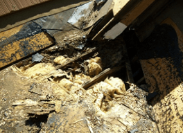 Dry Rot