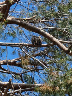 Baby great horned owls