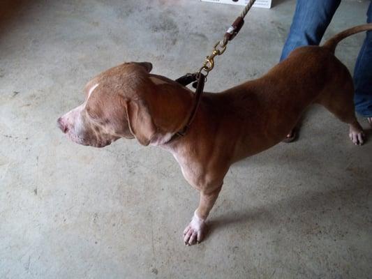 cool dog I met here who was being fostered by a nice lady.