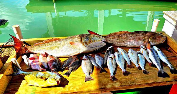 A mixed batch of fish caught at the Jetties redfish speckled trout mangrove snapper Pompano pig fish