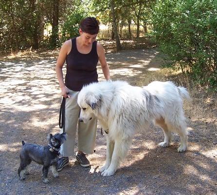 Dogs of all shapes and sizes enjoy their time at Go Dog Go 3-Week Board & Train