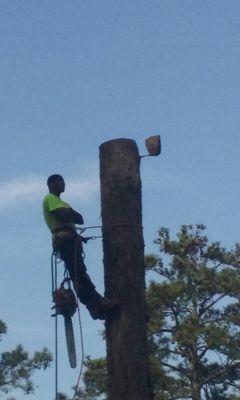 The climber at the cemetery waiting on the crane to bring back the ball to hook another piece of that big Pine tree.