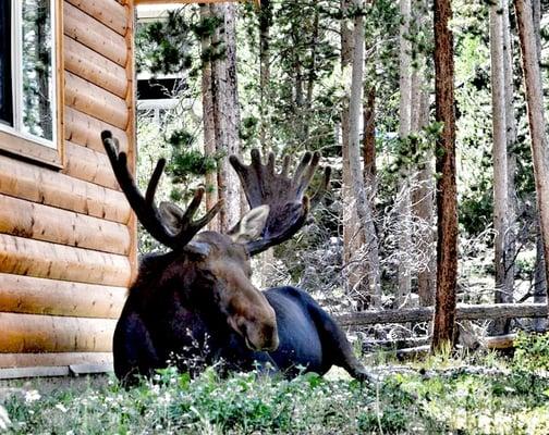 One of our wildlife moose neighbors relaxing next to a cabin