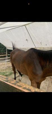 here's a after pic of my horse being at this barn for months.800 for my horse to look like this